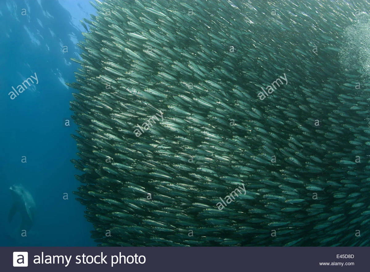 European Pilchard Animals Wiki Fandom