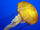 Atlantic Sea Nettle