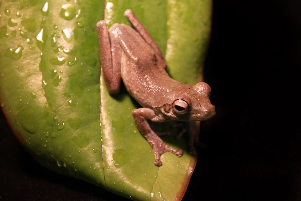 African FoamNest Tree Frog Animals Wiki Fandom