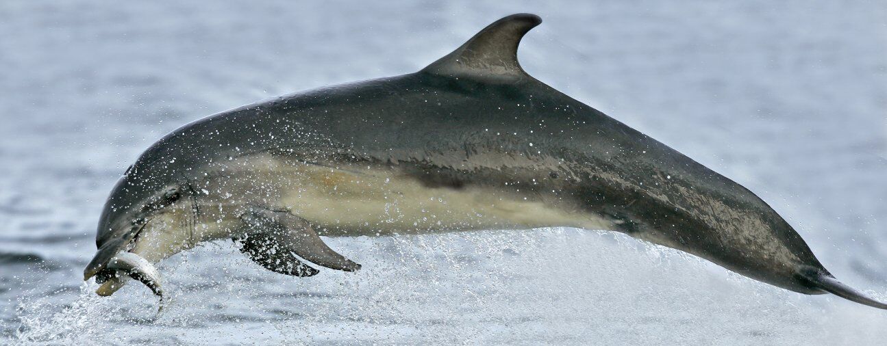 Bottlenose dolphin - Wikipedia