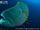 Humphead Wrasse
