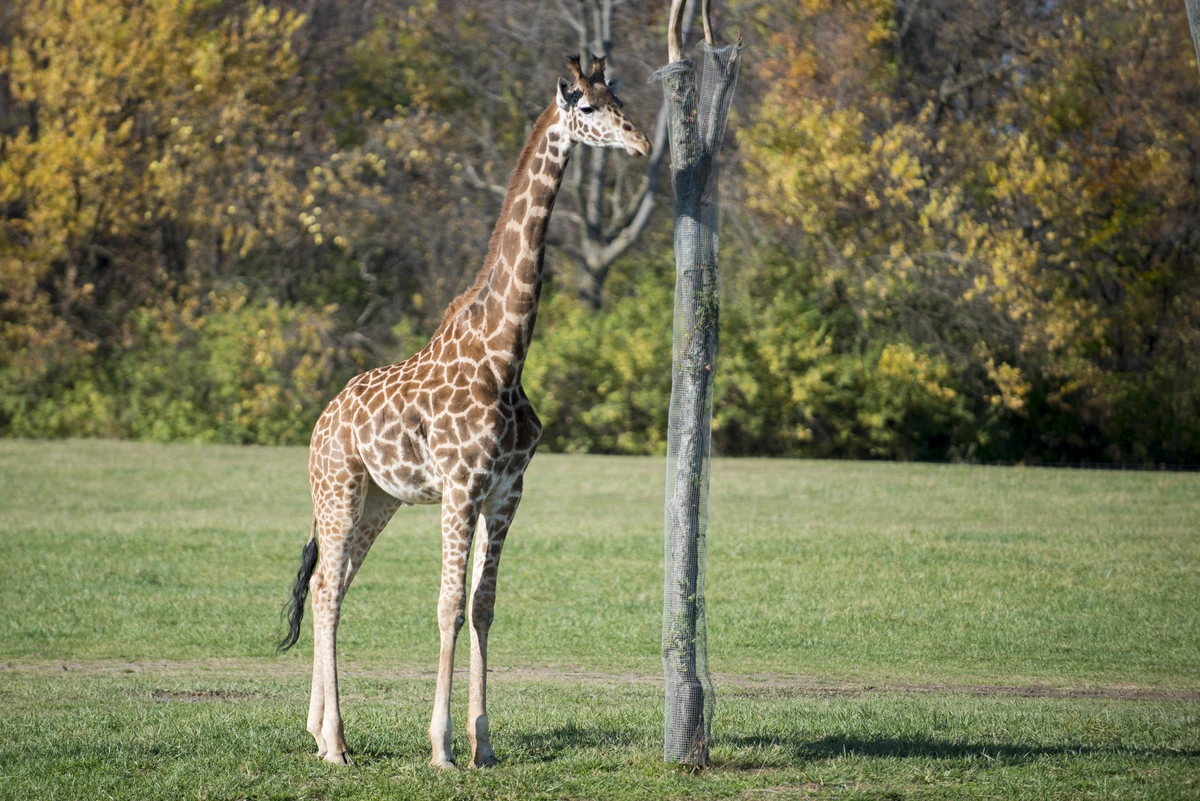 Giraffe | Animals Wiki | Fandom