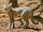 African Wildcat