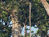 Southern Plains Langur