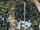 Southern Plains Langur