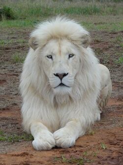 White Lion | Animals Wiki | Fandom