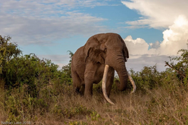 African Elephant 335 (4)