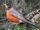 American Robin