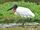Jabiru