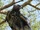 Crowned Eagle