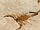 Arizona Bark Scorpion