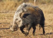 Bushpig-7b