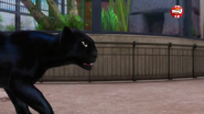 Miraculous Ladybug Panther