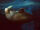 Pacific Walrus