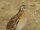 Common Quail