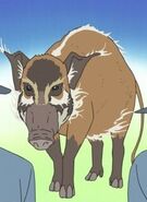 Shirokuma Cafe (2012 - 2013)