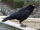 American Crow