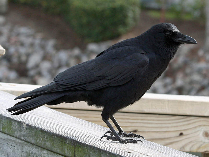 оперенье ворона: 12 тыс изображений найдено в Яндекс.Картинках Raven bird, Raven