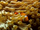Maldive Anemonefish
