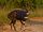Cape Bushbuck