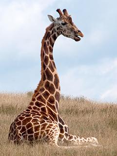 Giraffe | Animals Wiki | Fandom