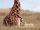 Malawi Giraffe