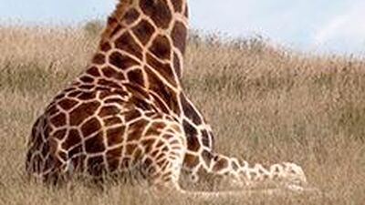 giraffe kick decapitate lion