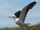 Great Black-backed Gull