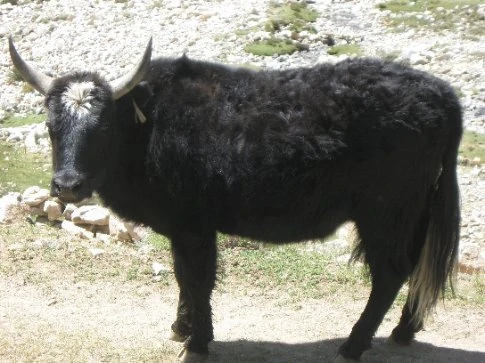Black top yak dzo