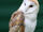 Barn Owl