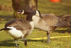 Canada Goose Animals Wiki Fandom