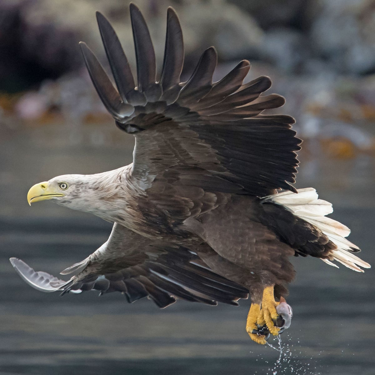 White-tailed eagle - Wikipedia