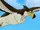 African Hawk-Eagle