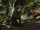 Small Indian Civet