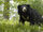 Sloth Bear