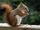 American Red Squirrel