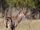 Waterbuck