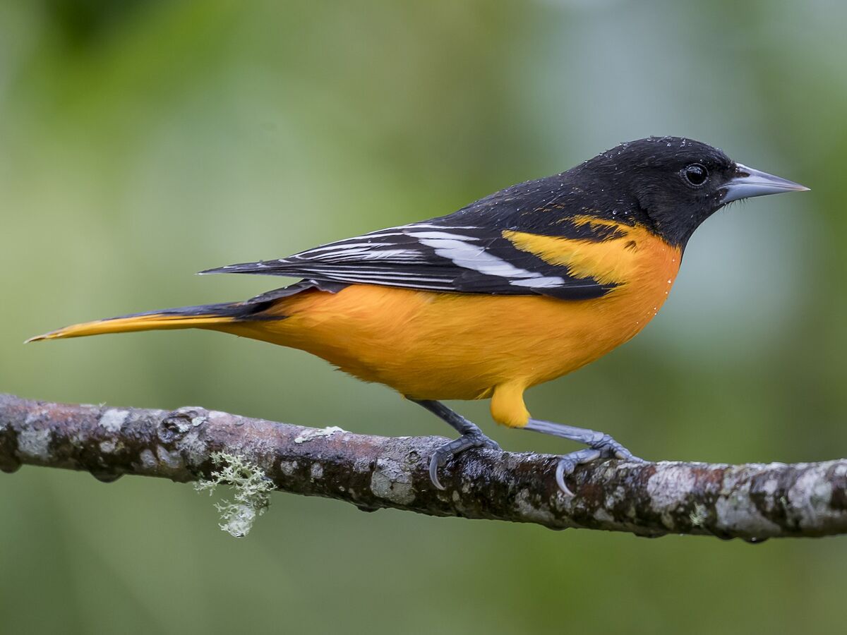 Baltimore Oriole Animals Wiki Fandom