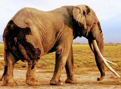 A East African Savanah Elephant 2222333