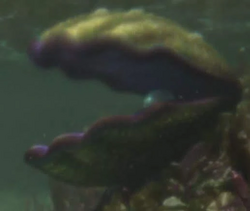 Giant clam wiki hotsell