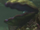 Giant Clam