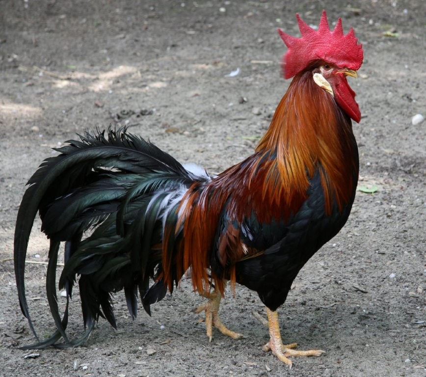 Domestic Chicken | Animals Wiki | Fandom Domestic Chicken | Animals Wiki | Fandom