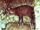Saola