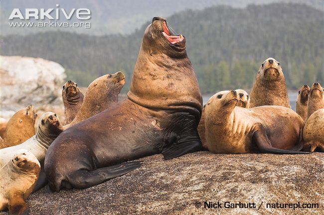 Steller Sea Lion