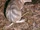Eastern Barred Bandicoot