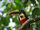 Fiery-billed Aracari