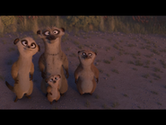 Meerkat