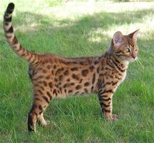 bengal cats