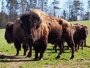 Bison-bison1
