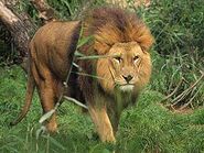 African Lion as Grizzly Bear